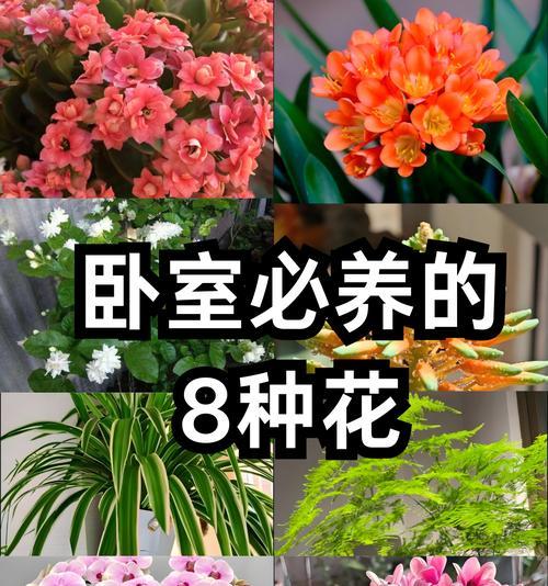 花的颜色有哪些特殊含义？如何根据颜色选择花卉？