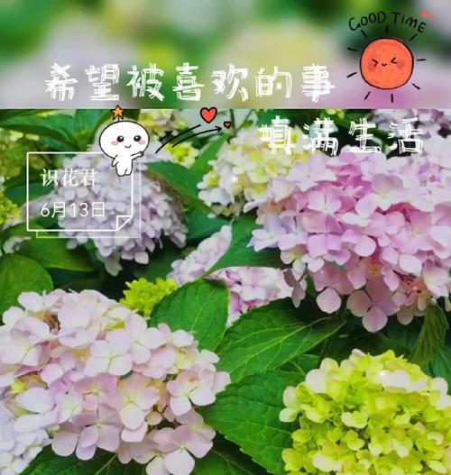 哪些花象征母亲的平安健康？母亲节花卉的特别含义。446