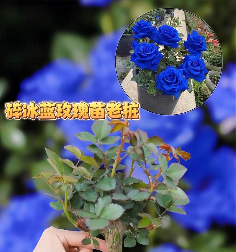 蓝色玫瑰花23朵代表什么？