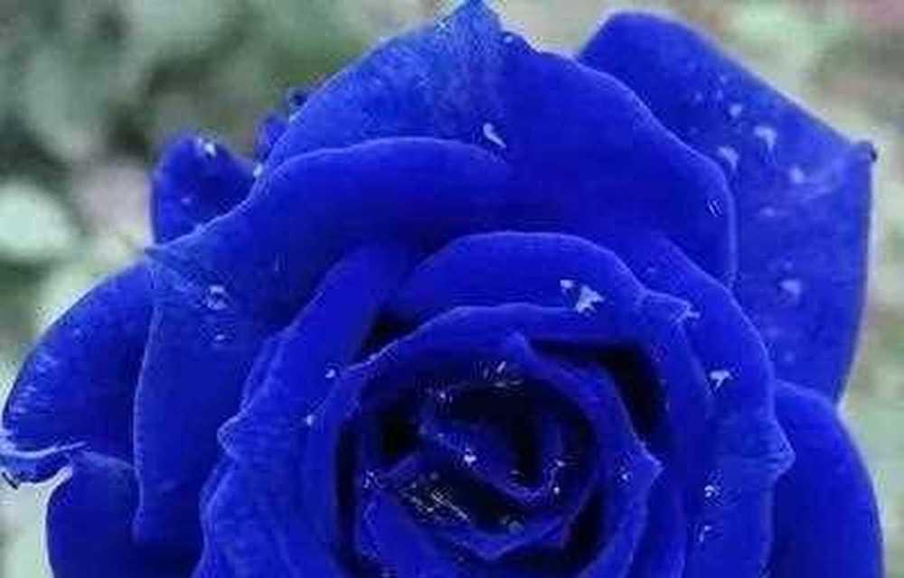 蓝色玫瑰花23朵代表什么？