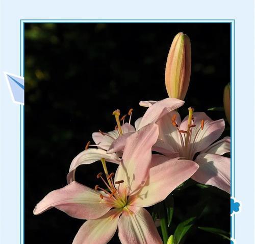 白色百合花送给长辈有何寓意？