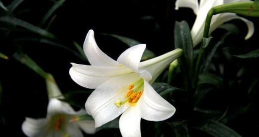 白色百合花送给长辈有何寓意？