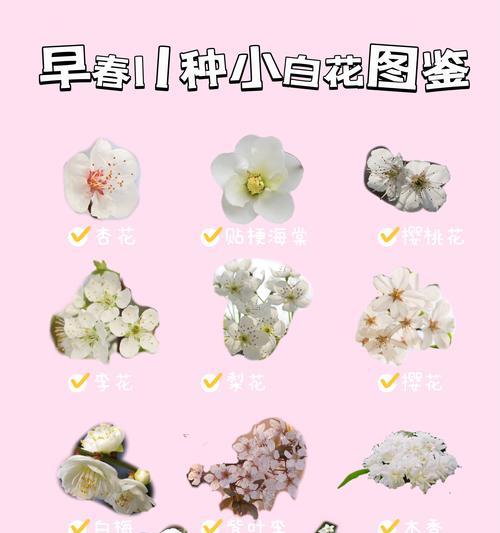 白色花在供养中有何特殊意义？