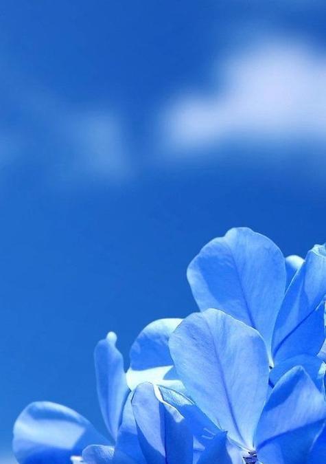 淡蓝色花代表什么？淡蓝色花朵的象征意义是什么？
