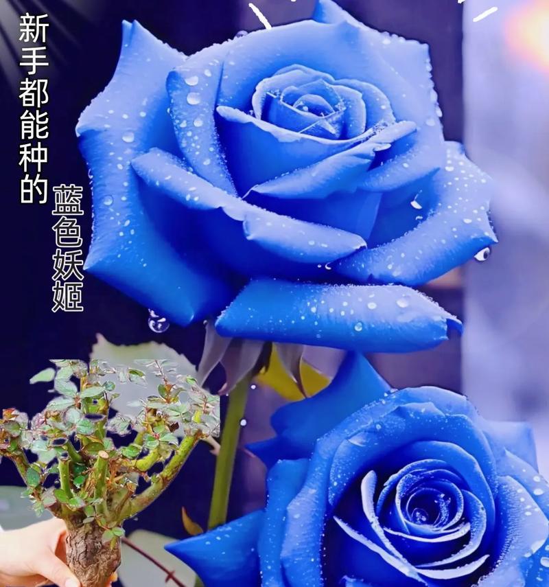 淡蓝色花代表什么？淡蓝色花朵的象征意义是什么？