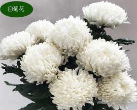 白色花束送别花代表什么含义？