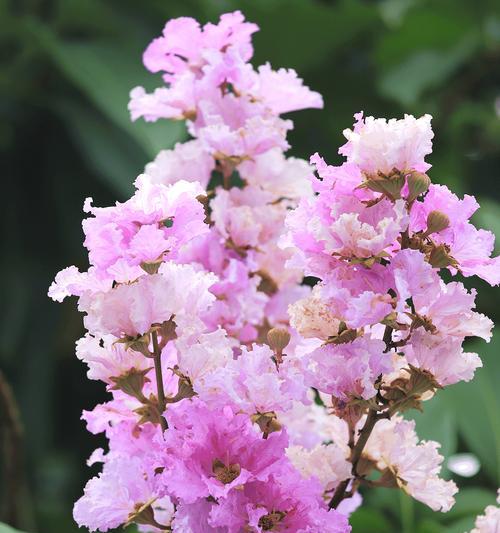 夏天送什么花最浪漫？夏季花卉的浪漫含义是什么？