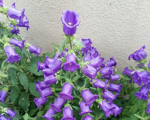 紫色风铃花的花语象征着什么？