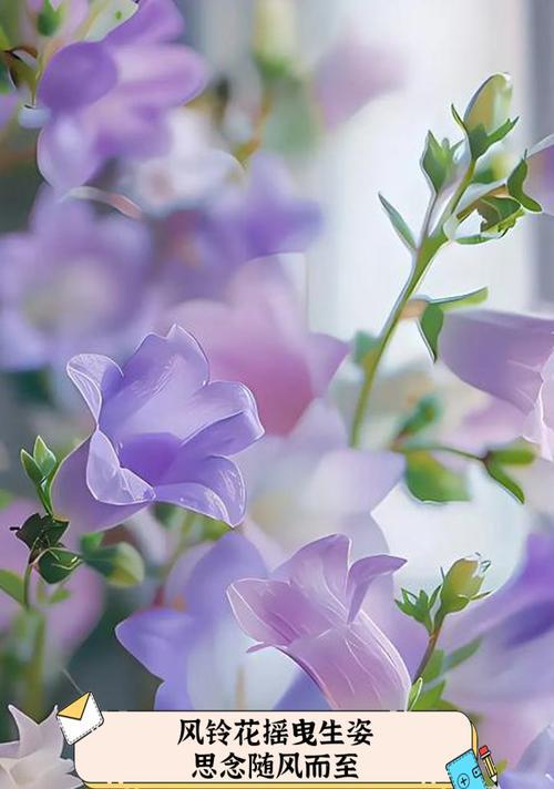 紫色风铃花的花语象征着什么？