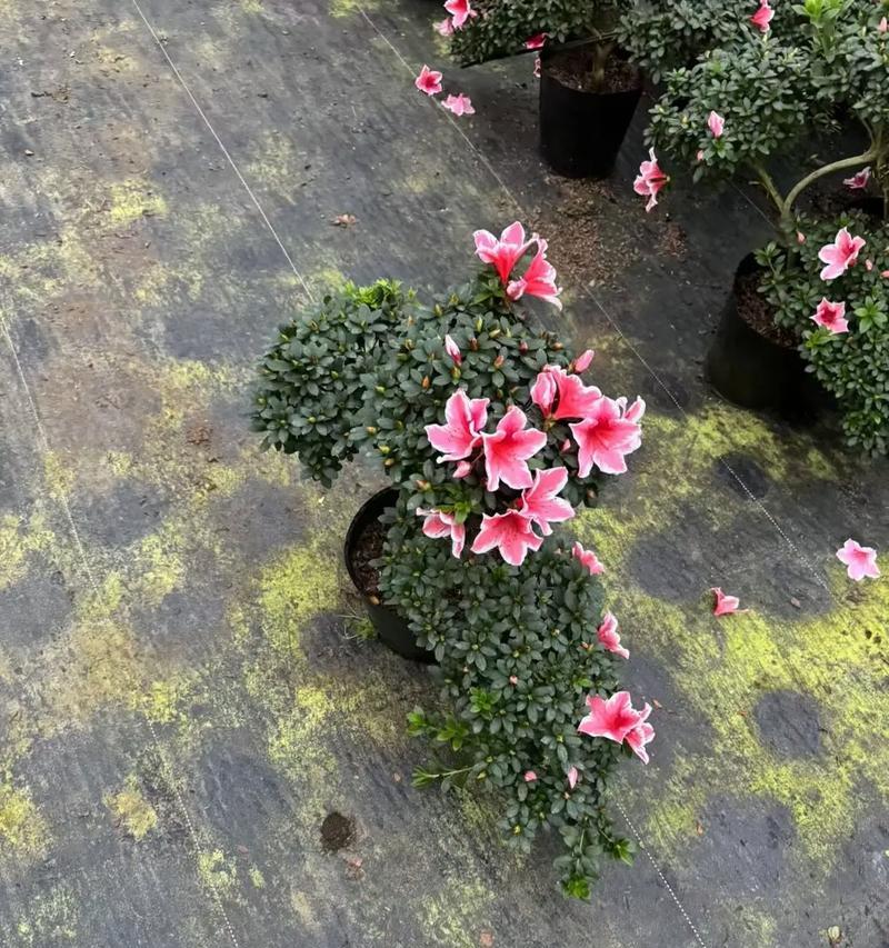 白色百合杜鹃花的寓意是什么？