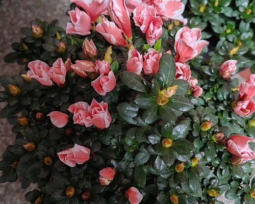 白色百合杜鹃花的寓意是什么？