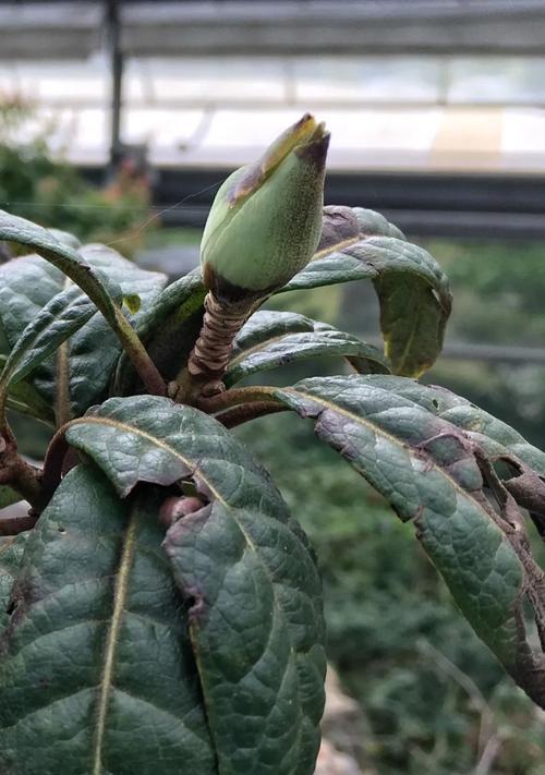 白色百合杜鹃花的寓意是什么？