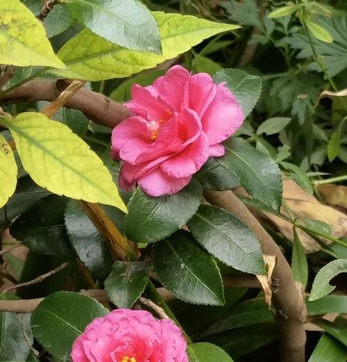 哪种花寓意平安？平安花的选择和摆放讲究。938