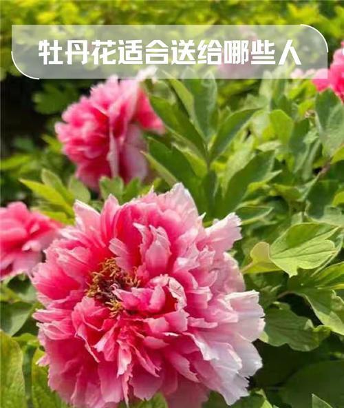 冬天送什么花寓意健康？冬季花卉的健康寓意是什么？