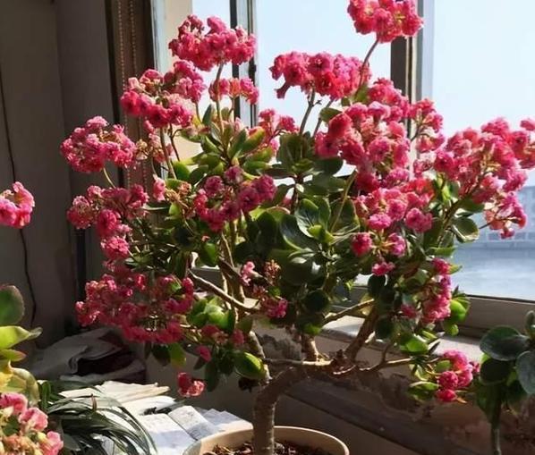 冬天送什么花寓意健康？冬季花卉的健康寓意是什么？