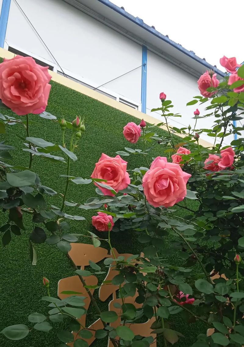 三朵紫色牵牛花有何寓意？牵牛花的象征意义。697