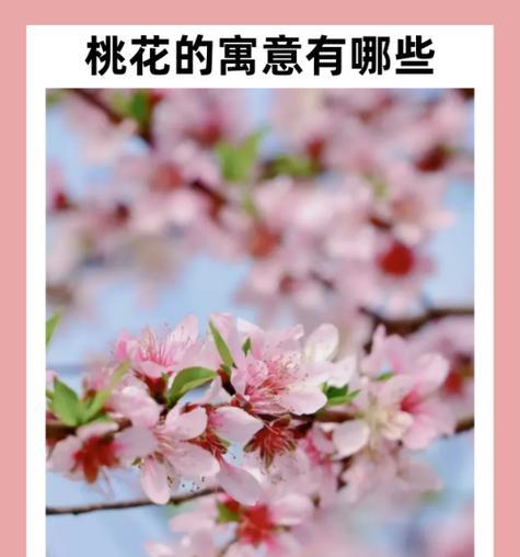 三朵紫色牵牛花有何寓意？牵牛花的象征意义。697