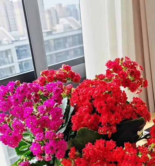长寿花的诗语及寓意解释是什么？如何用长寿花表达祝福？