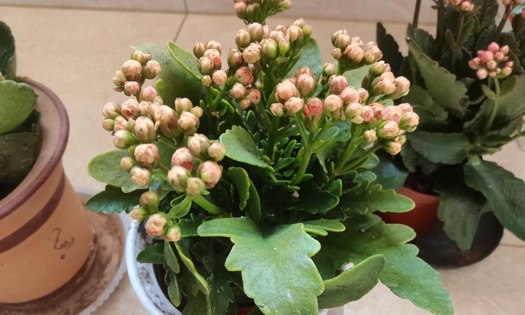 长寿花的诗语及寓意解释是什么？如何用长寿花表达祝福？