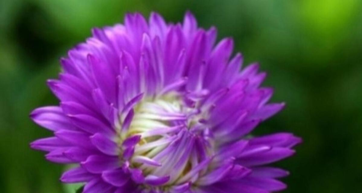 紫色中寓意较好的花有哪些？它们代表什么？