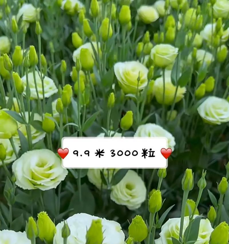绿色结梗花的花语是什么？绿色花的寓意有哪些？