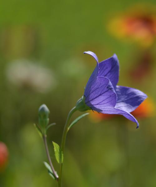 绿色结梗花的花语是什么？绿色花的寓意有哪些？