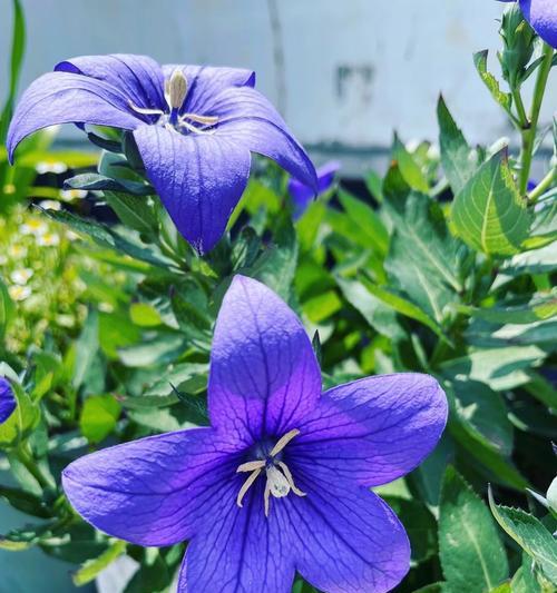 绿色结梗花的花语是什么？绿色花的寓意有哪些？
