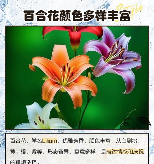 百合花不同颜色代表什么意义？选择百合花颜色有何讲究？