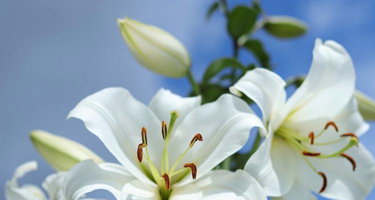 白色百合花代表什么？白色百合花的寓意是什么？