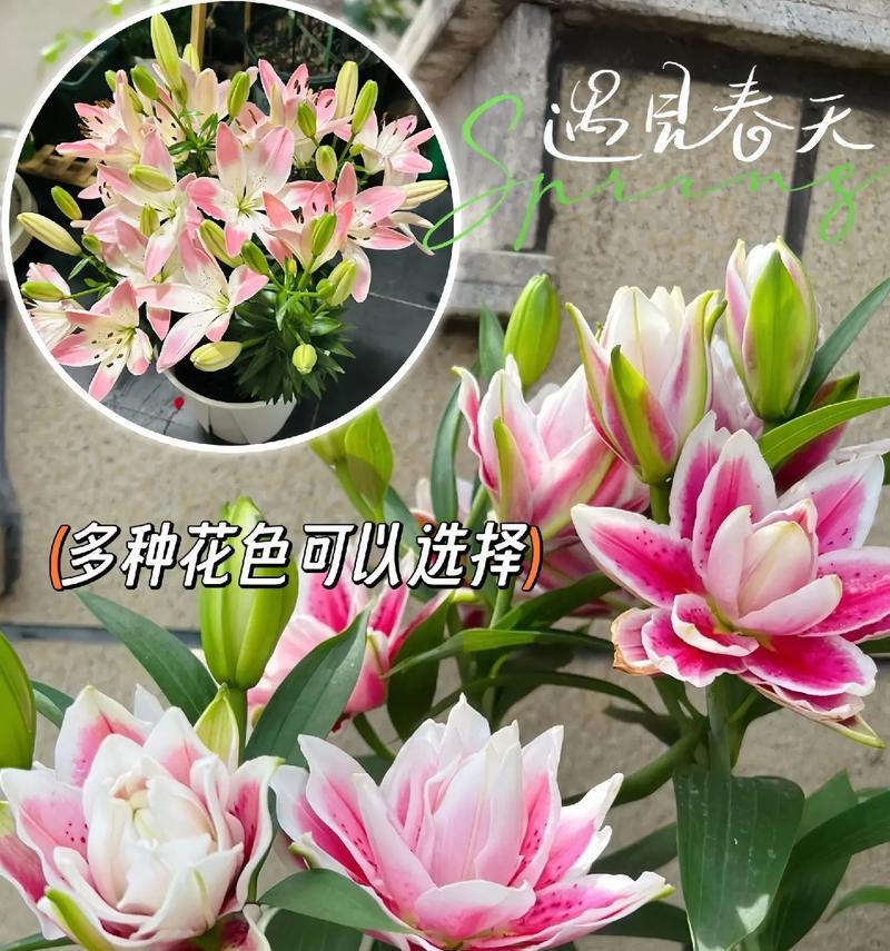 白色百合花代表什么？白色百合花的寓意是什么？