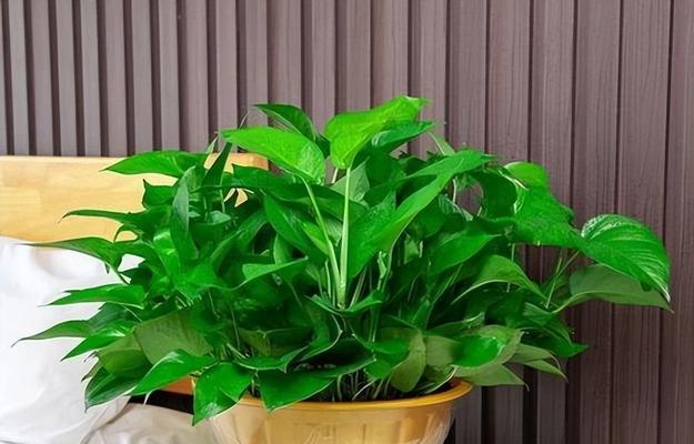 什么花既好养又有健康寓意？