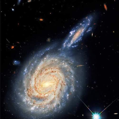 象征爱情的花是哪个星系？星系中代表爱情的花朵有哪些？