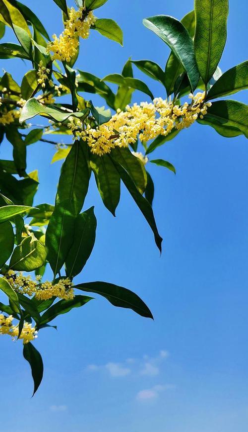 畲族蓝色花象征什么？有何特别寓意？