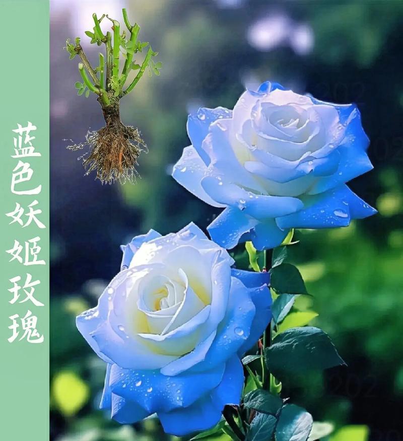 畲族蓝色花象征什么？有何特别寓意？