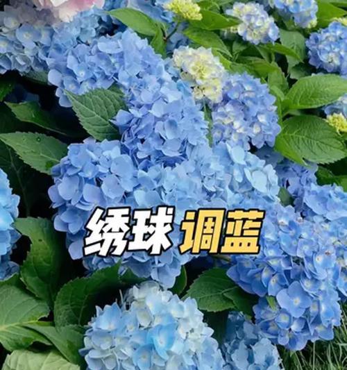 畲族蓝色花象征什么？有何特别寓意？