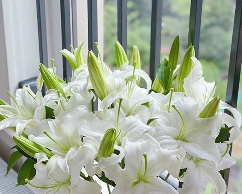 母亲节送玫瑰花有何寓意？母亲节玫瑰花的含义是什么？