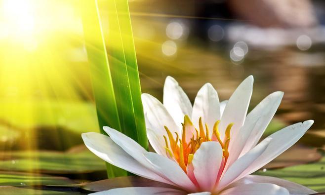 如意榕花语是什么？象征着爱情之神的花有哪些？