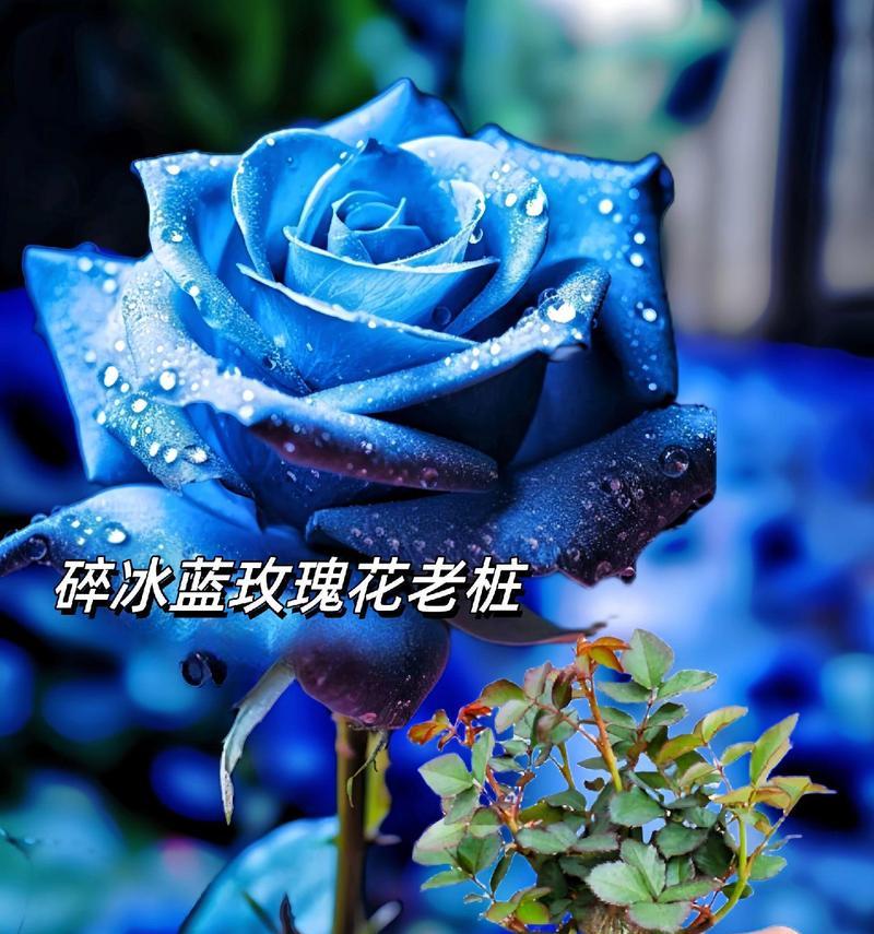 蓝色花语有哪些？蓝色花代表什么意义？