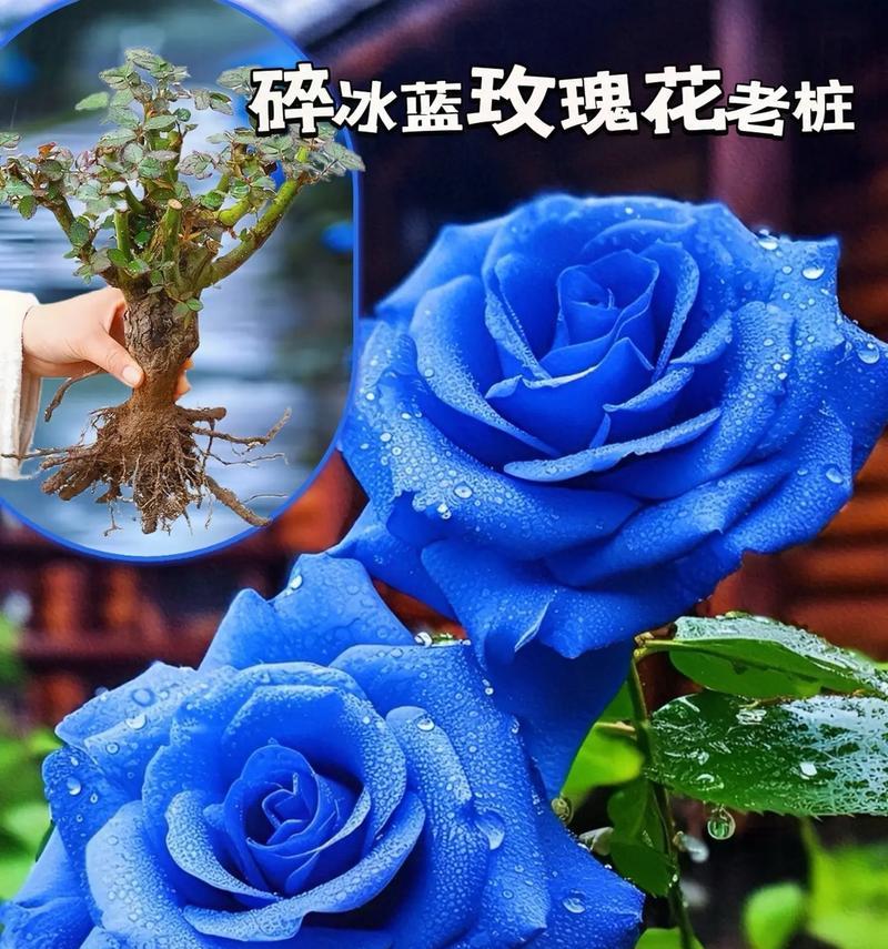 蓝色花语有哪些？蓝色花代表什么意义？