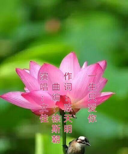 哪种花象征一生只爱你的爱情？一生只爱你的花有哪些？