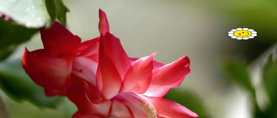 哪种花富有吉祥的寓意？吉祥寓意花的含义是什么？
