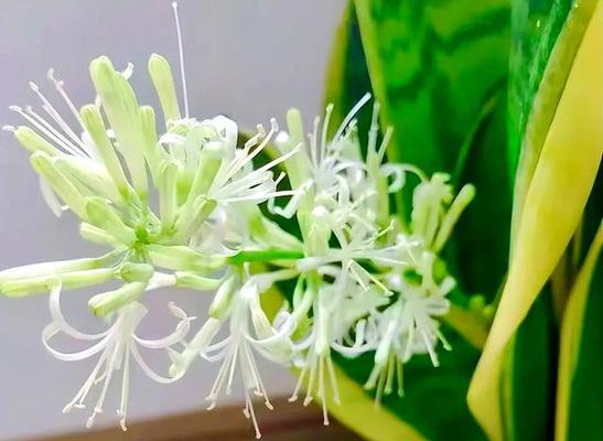 哪种花富有吉祥的寓意？吉祥寓意花的含义是什么？