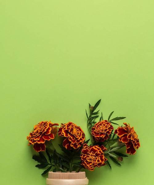 绿色花瓶搭配什么花？绿色花瓶加花的寓意是什么？