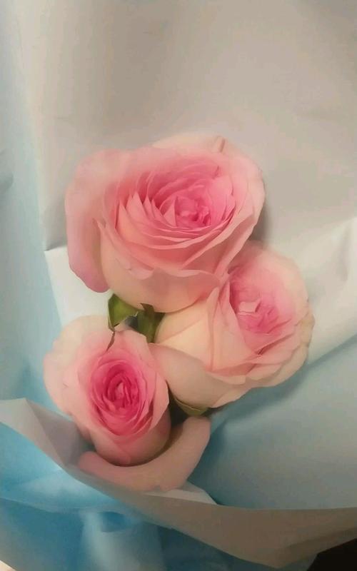 浅色玫瑰花有何特别寓意？