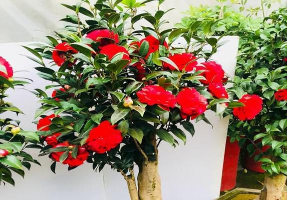 哪些花在传统中寓意吉祥？