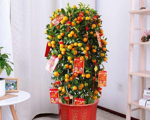 春节摆放什么花语句合适？
