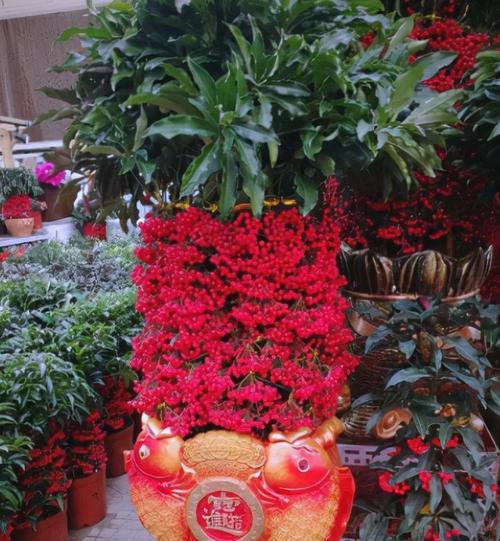 春节摆放什么花语句合适？