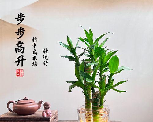 盘花富贵竹象征什么？它的寓意有哪些？