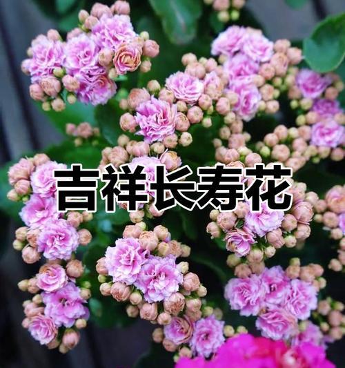 哪种花象征着老人的长寿？