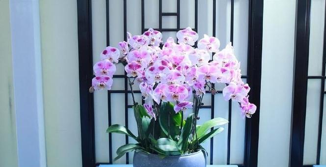 哪些花寓意好运适合在家里养？